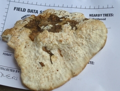 Calcipostia guttulata