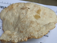 Calcipostia guttulata