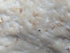 Calcipostia guttulata