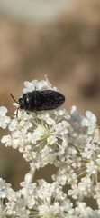 Acmaeoderella villosula