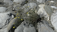 Ixeris tamagawaensis
