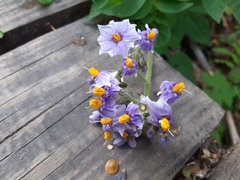 Solanum palustre