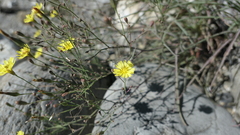 Ixeris tamagawaensis