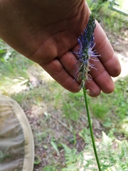 Phyteuma persicifolium