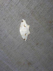 Sericoptera mahometaria