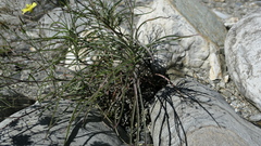 Ixeris tamagawaensis