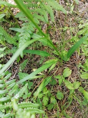 Phyteuma persicifolium