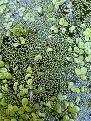 Wolffia brasiliensis