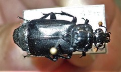 Nicrophorus nigrita