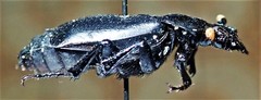 Nicrophorus nigrita