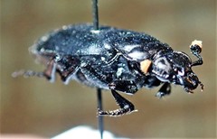 Nicrophorus nigrita