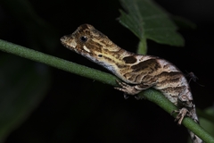 Yellow-Tongued Anole photo 4
