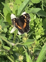 Chlosyne lacinia crocale