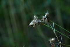 Scorzonera purpurea