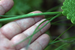 Scorzonera purpurea