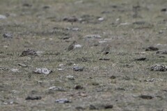 Oreopholus ruficollis