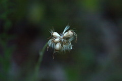 Scorzonera purpurea