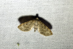 Eupithecia tantillaria