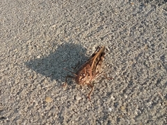 Pardalophora phoenicoptera