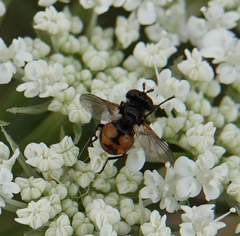 Gymnosoma nitens