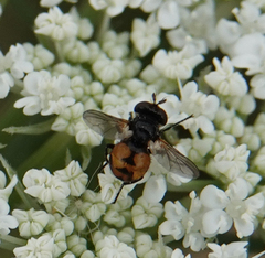 Gymnosoma nitens