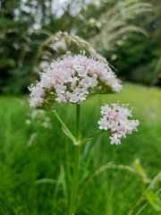 Valeriana officinalis