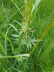 Valeriana officinalis