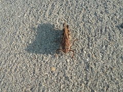 Pardalophora phoenicoptera