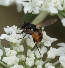 Gymnosoma nitens