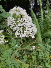 Valeriana officinalis