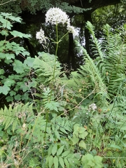 Valeriana officinalis