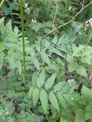 Valeriana officinalis