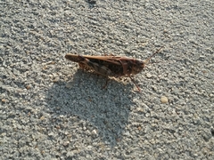 Pardalophora phoenicoptera