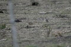 Oreopholus ruficollis