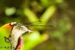 Leptagrion