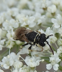 Hylaeus variegatus