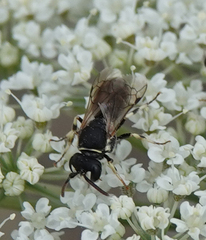 Hylaeus variegatus