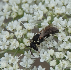 Hylaeus variegatus