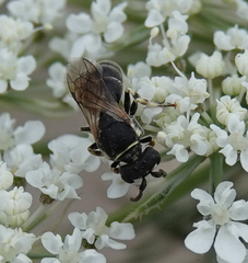 Hylaeus variegatus
