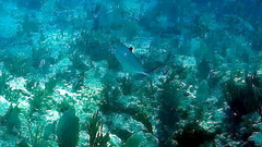 Scomberomorus regalis