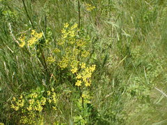 Zizia trifoliata