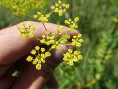 Zizia trifoliata