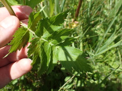 Zizia trifoliata
