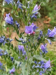 Echium vulgare