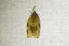 Choristoneura hebenstreitella