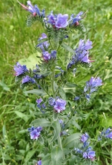Echium vulgare