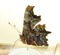 Polygonia c-album