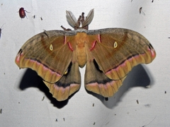 Antheraea polyphemus