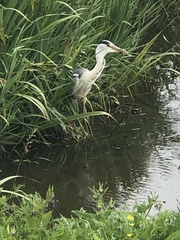 Ardea cinerea
