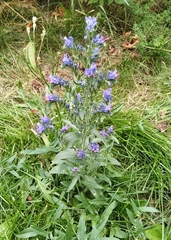 Echium vulgare